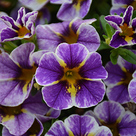 Plant Photo 9