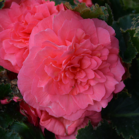 Plant Photo 3