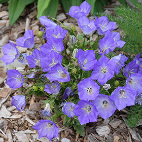 Plant Photo 6