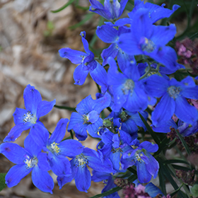 Plant Photo 6