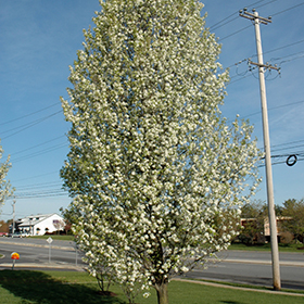 Plant Photo 8