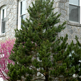 Plant Photo 2