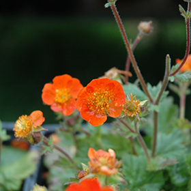 Plant Photo 8