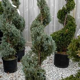 Plant Photo 7