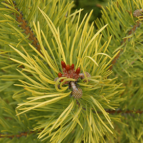 Plant Photo 9