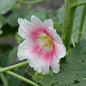 Plant Photo 1