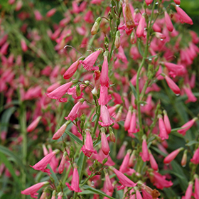 Plant Photo 5