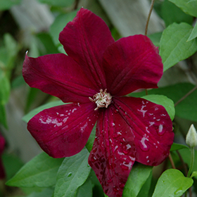 Plant Photo 3