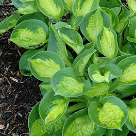Plant Photo 10