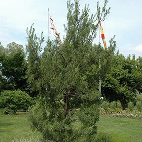 Plant Photo 5