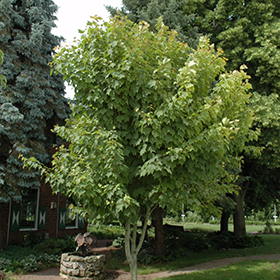 Plant Photo 7