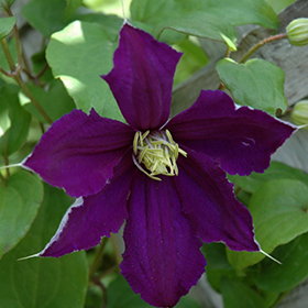 Plant Photo 4