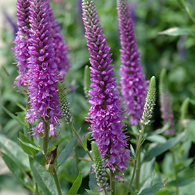 Plant Photo 5