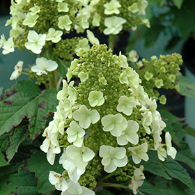 Plant Photo 7