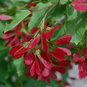 Plant Photo 8