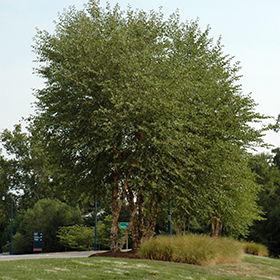 Plant Photo 10