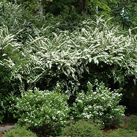Plant Photo 3