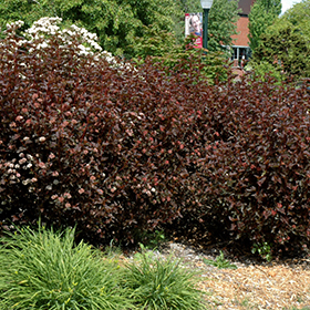 Plant Photo 8