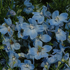 Plant Photo 8