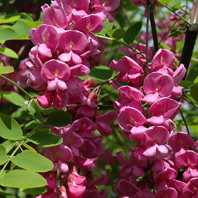 Plant Photo 4