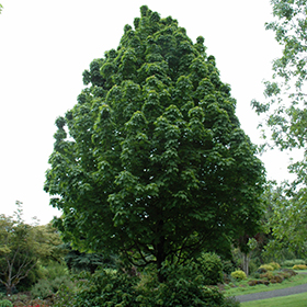 Plant Photo 5