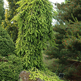 Plant Photo 5