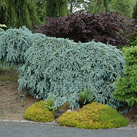 Plant Photo 7