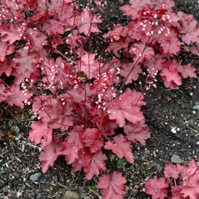 Plant Photo 3