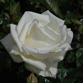 Plant Photo 2