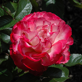 Plant Photo 9