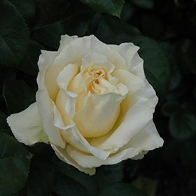 Plant Photo 4