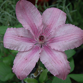 Plant Photo 1
