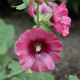 Plant Photo 3