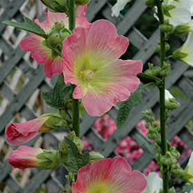 Plant Photo 7