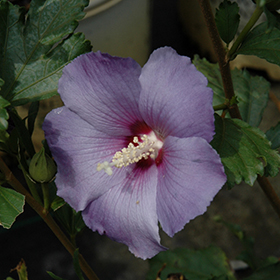 Plant Photo 9