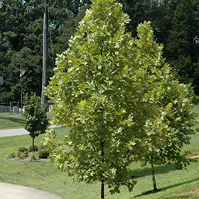 Plant Photo 7