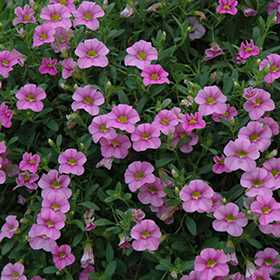 Plant Photo 2