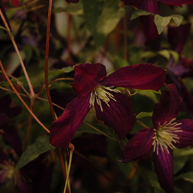 Plant Photo 6