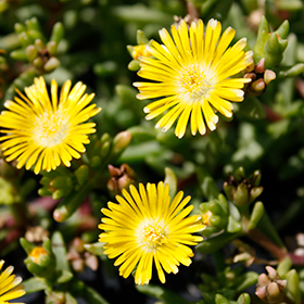 Plant Photo 6