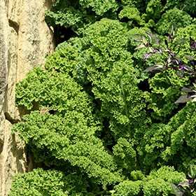 Plant Photo 5