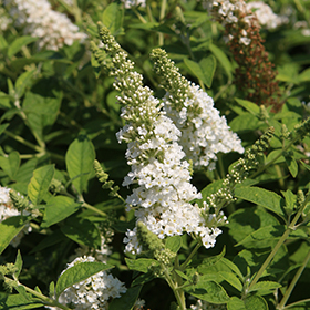 Plant Photo 6