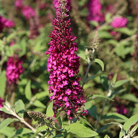 Plant Photo 8