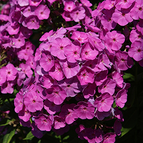 Plant Photo 9