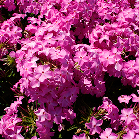 Plant Photo 4