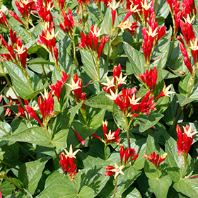 Plant Photo 4