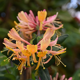 Plant Photo 7