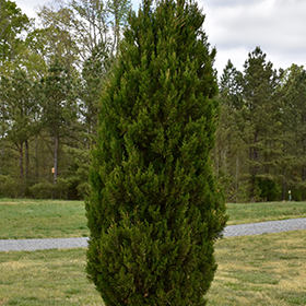 Plant Photo 10