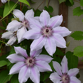 Plant Photo 9