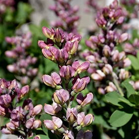 Plant Photo 5