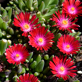 Plant Photo 7